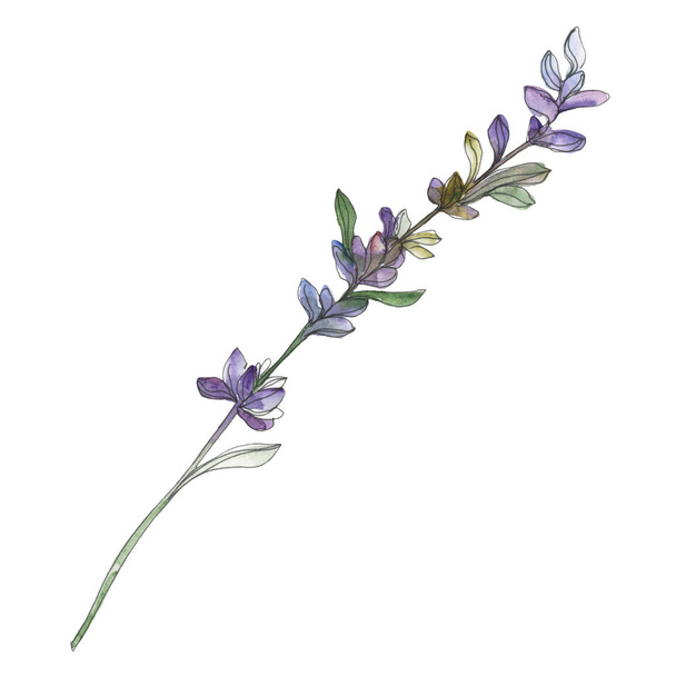 Violet lavender floral botanical flowers. Watercolor background set. Isolated lavender illustration element. - Photo, Image