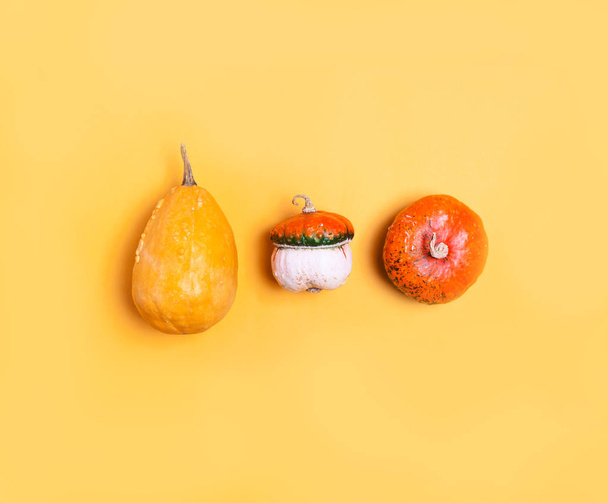 Decorative pumpkins on yellow background. Minimal helloween trendy concept. - Zdjęcie, obraz