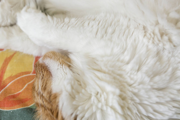 Furieux chat roux blanc dormant
  - Photo, image