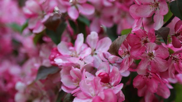 Defocus image of  pink blossom apple tree is blooming in the city park at springtime. Selected focus. Blur background. - Fotoğraf, Görsel