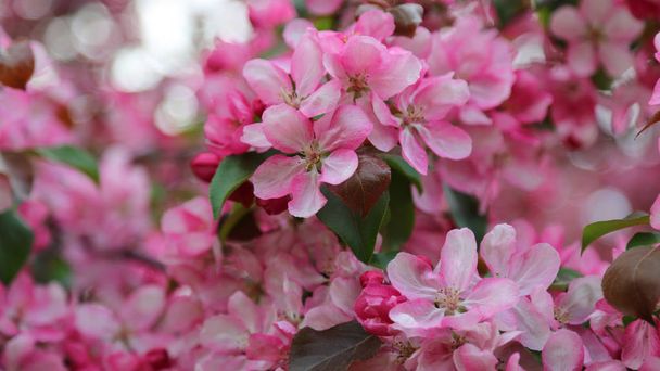 Bright pink blossom apple tree is blooming in the city park at springtime. Selected focus. Blur background. - Foto, Imagem