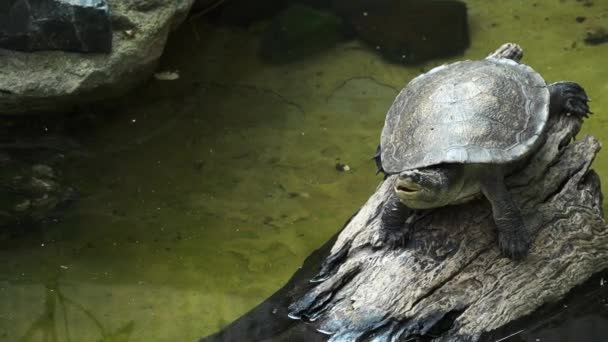 Η χελώνα του ποταμού Μπρισμπέιν μεταξύ της φύσης κατά τη διάρκεια της ημέρας - Πλάνα, βίντεο