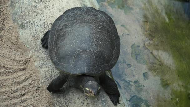 Kreffts-Schildkröte auch als emydura krefftii bekannt - Filmmaterial, Video