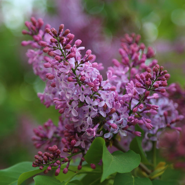Beautiful purple lilac blossom tree is blooming in the city park at springtime. Selected focus. Blur - Photo, Image