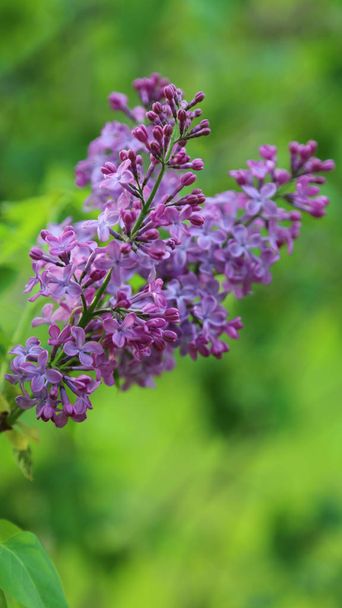 Beautiful purple lilac blossom tree is blooming in the city park at springtime. Selected focus. Blur - Φωτογραφία, εικόνα