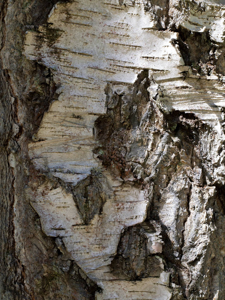 Texture of a birch bark. - Fotó, kép