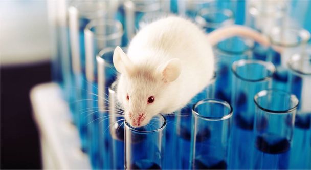 White lab laboratory rat white background red background - 写真・画像