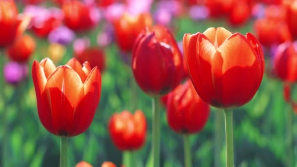 Brotes de tulipán rojo en el campo de floración en primavera. Cerca tulipán rojo en lecho de flores
 - Metraje, vídeo