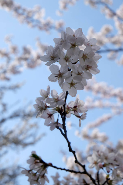 Close up of fruit flowers in the earliest springtime - Photo, Image