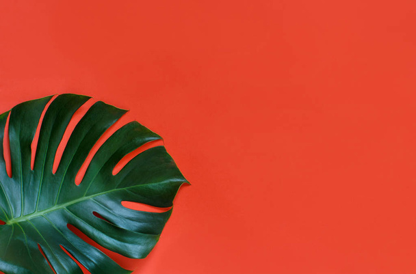 Тропічний листя монстрів на кораловому червоному тлі
 - Фото, зображення
