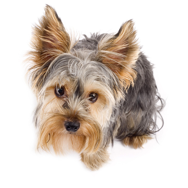 Yorkshire Terrier - Photo, Image