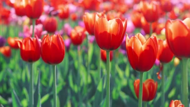 Beautiful tulip field blooming in garden. Close up colorful tulip on flower bed - Footage, Video