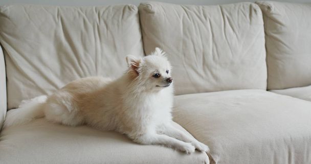 Pomeranian dog sit on sofa - Photo, Image