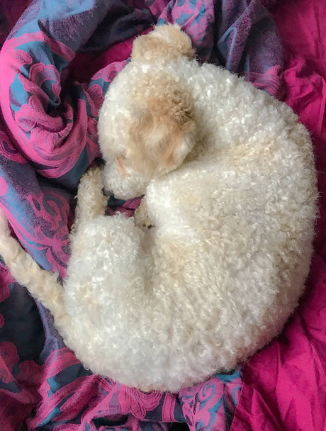 Battaniyenin üzerinde uyuyan küçük köpek yavrusu. - Fotoğraf, Görsel