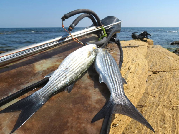 Erfolgreiches Speerfischen - Speerschleuder, Schwimmflossen, Fische und Maske auf dem Felsen vor blauem Meeresgrund. - Foto, Bild