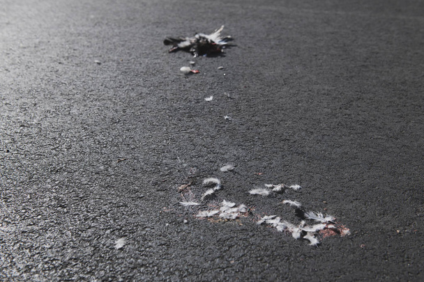 Partes da pomba morta deitadas no pavimento. Pombo morto por um carro. Sangue de pássaro e penas esmagadas no asfalto
. - Foto, Imagem