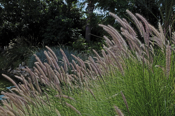 Pampas Grass Pennisetum setaceum In a Mediterranean garden - Photo, Image