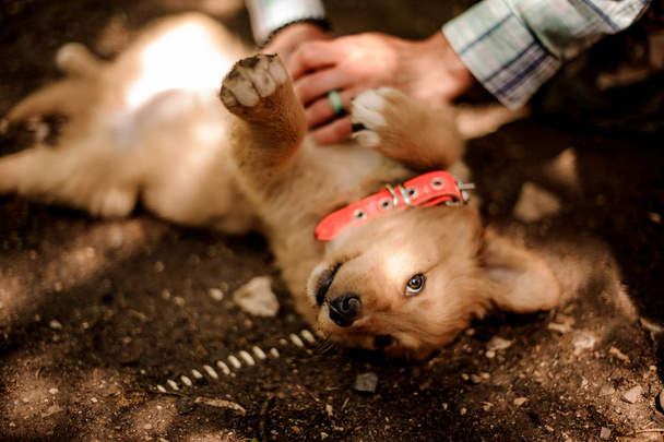 Mujer acariciando a un lindo perro de color jengibre acostado en el suelo
 - Foto, imagen
