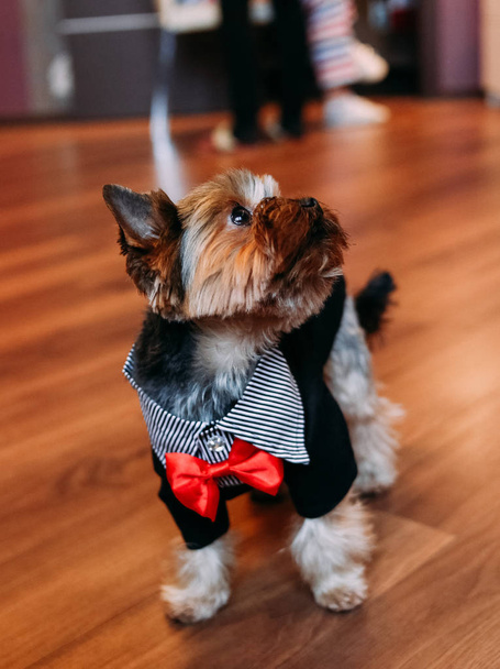 yorkshire terrier pet inside stylish clothing accessories - Foto, Imagem