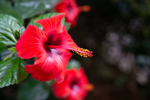 Czerwony hibiskus kwiat na zielonym niewyraźne tło. Selektywne światłowodowe - Zdjęcie, obraz
