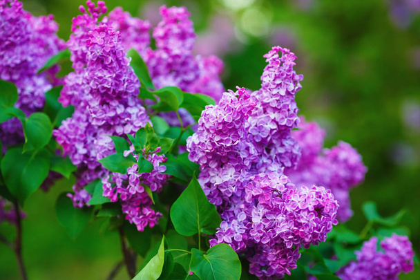 Floraciones de lila púrpura
 - Foto, Imagen
