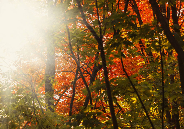 Sunbeams in autumn forest - Foto, Imagem