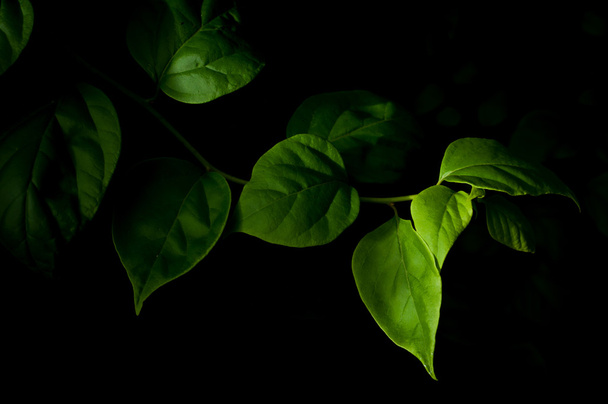 Leaves in the dark - Fotografie, Obrázek