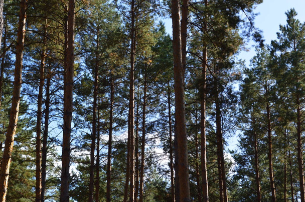 Textura de plantas y árboles en el bosque otoñal
 - Foto, Imagen