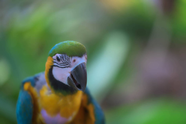 O Macaw. Atento, colorido
. - Foto, Imagem