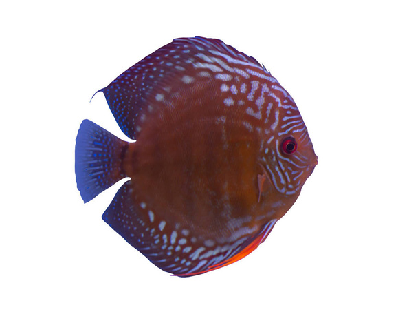 Discus fish on white background - Photo, Image