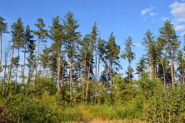 Текстура рослин і дерев в осінньому лісі
 - Фото, зображення