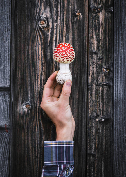 Red fly agaric (amanita muscaria) - symbol of autumn - Photo, Image