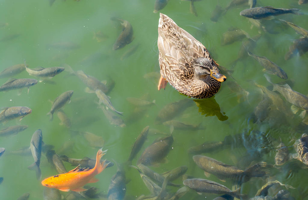 Duck and red carp koi in a pond in Mezhigorye National Park - Photo, Image