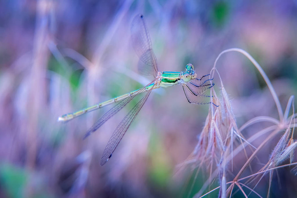 Pequeña libélula verde brillante en un entorno natural
 - Foto, Imagen