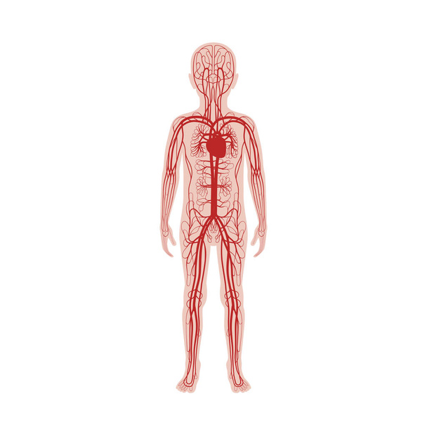 circulatory system anatomy - Vector, Image