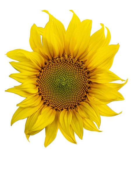 Жовта квітка соняшнику. Крупним планом ізольовані на білому тлі
 - Фото, зображення