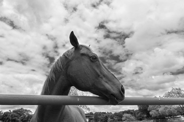 Профиль лошади, смотрящей через забор
 - Фото, изображение