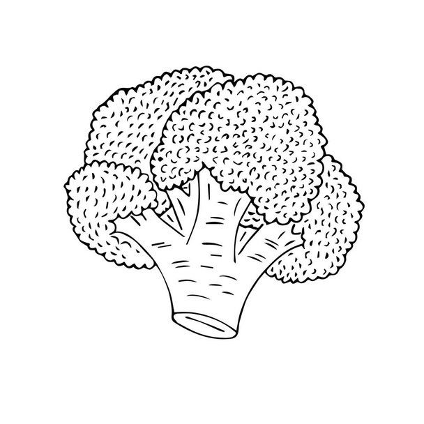 Vector hand drawn sketch broccoli isolated on white background - Vetor, Imagem