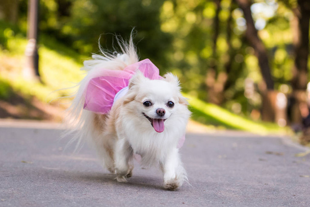 Μικρή μακριά μαλλιά Chihuahua σκυλί απολαμβάνουν το περπάτημα - Φωτογραφία, εικόνα