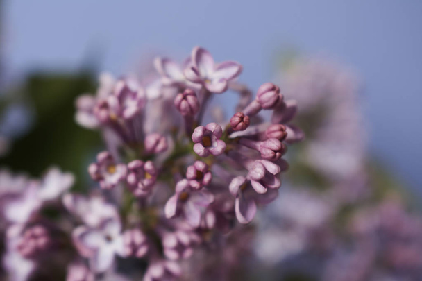 Blooming lilac flowers outdoor - Φωτογραφία, εικόνα