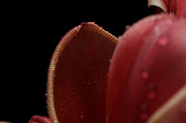 Tulips with water drops on black background with copy space - 写真・画像