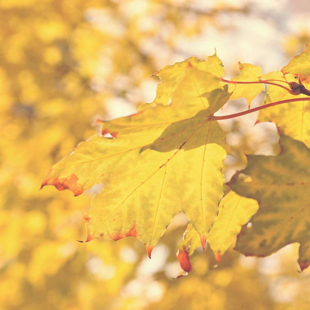 Prachtige kleurrijke herfstbladeren aan boom. Kleurrijke natuur achtergrond en concept voor het najaar. - Foto, afbeelding