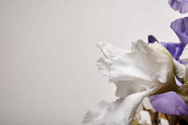 Iris flowers, closeup view with copy space - Foto, afbeelding