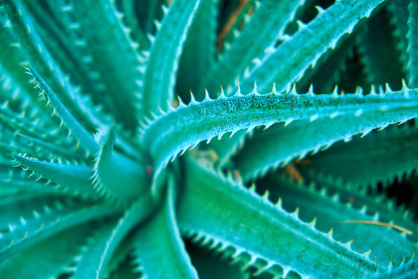 Green plant background - Фото, изображение
