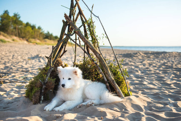 Blanco perro samoyedo es sentado en un perro en la orilla del mar
 - Foto, imagen
