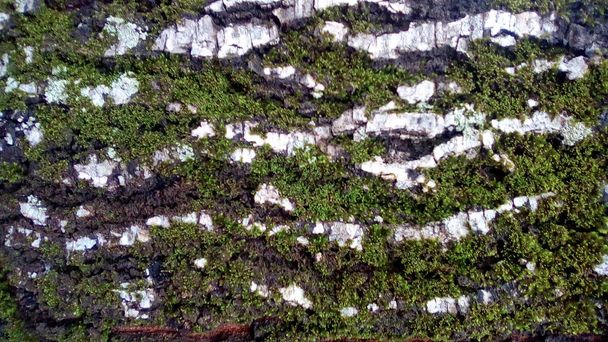 Textura de uma casca de árvore mofada
 - Foto, Imagem