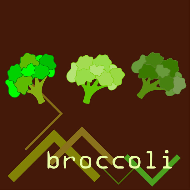 Broccoli, fresh vegetable. Organic food poster. Farmer market design. Vector background. - Вектор,изображение