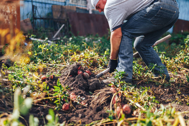Sadonkorjuuajan käsite. Viljelijä, joka korjaa tuoreita luonnonmukaisia perunoita maaperästä
 - Valokuva, kuva