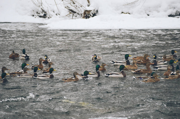 Wiele kaczek na rzece w sezonie zimowym - Zdjęcie, obraz