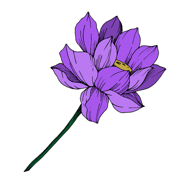 Vector Lotus floral botanical flower. Black and white engraved ink art. Isolated lotus illustration element. - Вектор,изображение